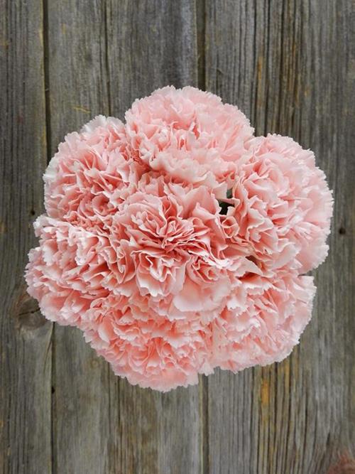 NAHEMA PINK CARNATIONS